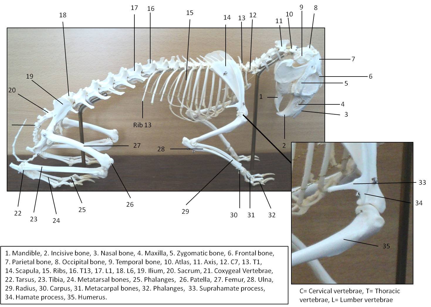 Rabbit Skeleton