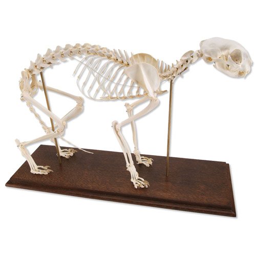 Cat Skeleton