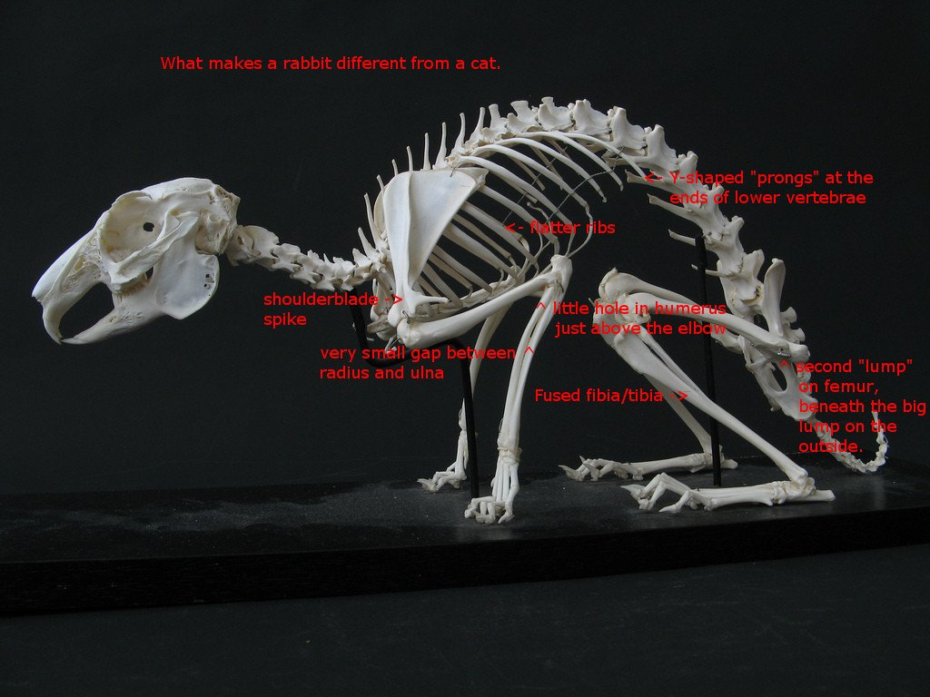 Image of rabbit skeleton showing differences in anatomy.