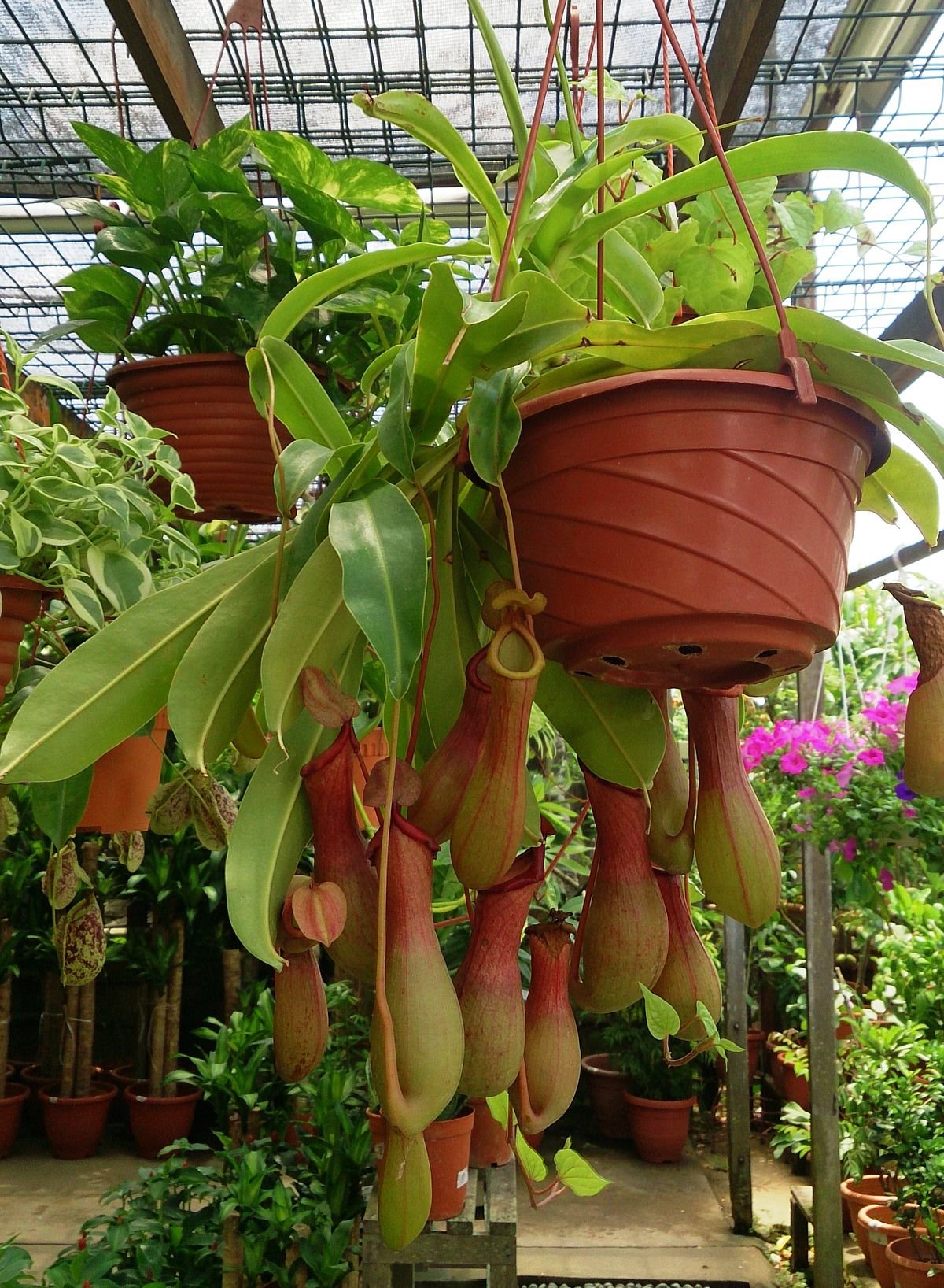 Nepenthes Ventrata