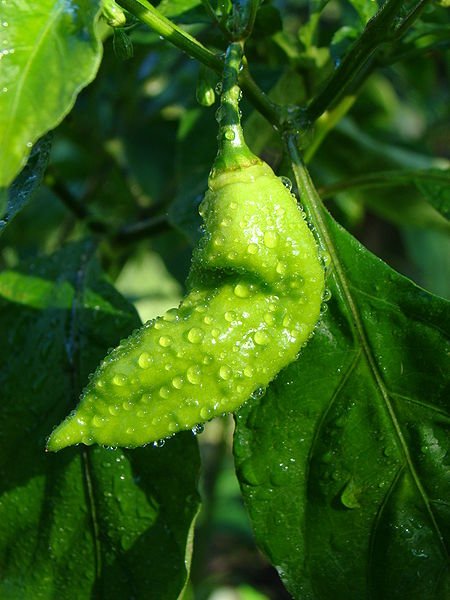 Naga Jolokia or Bhut Jolokia